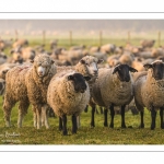 moutons de prés-salés en pâture pendant les grandes marées