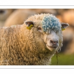 moutons de prés-salés en pâture pendant les grandes marées