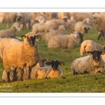 moutons de prés-salés en pâture pendant les grandes marées