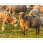 moutons de prés-salés en pâture pendant les grandes marées