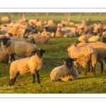 moutons de prés-salés en pâture pendant les grandes marées