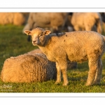 moutons de prés-salés en pâture pendant les grandes marées