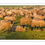 moutons de prés-salés en pâture pendant les grandes marées