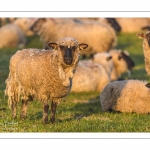 moutons de prés-salés en pâture pendant les grandes marées