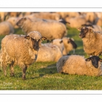 moutons de prés-salés en pâture pendant les grandes marées