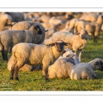 moutons de prés-salés en pâture pendant les grandes marées