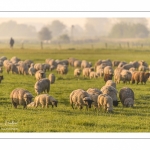 moutons de prés-salés en pâture pendant les grandes marées