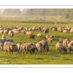 moutons de prés-salés en pâture pendant les grandes marées