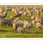 moutons de prés-salés en pâture pendant les grandes marées