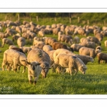 moutons de prés-salés en pâture pendant les grandes marées