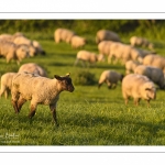 moutons de prés-salés en pâture pendant les grandes marées