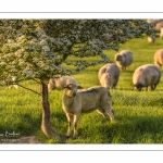 moutons de prés-salés en pâture pendant les grandes marées