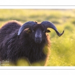 moutons d'Ouessant (race bretonne) avec de jeunes agneaux