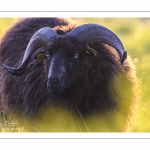 moutons d'Ouessant (race bretonne) avec de jeunes agneaux