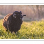 moutons d'Ouessant (race bretonne) avec de jeunes agneaux