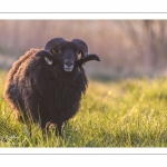 moutons d'Ouessant (race bretonne) avec de jeunes agneaux