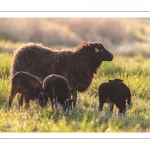 moutons d'Ouessant (race bretonne) avec de jeunes agneaux