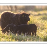 moutons d'Ouessant (race bretonne) avec de jeunes agneaux