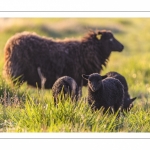 moutons d'Ouessant (race bretonne) avec de jeunes agneaux