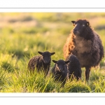 moutons d'Ouessant (race bretonne) avec de jeunes agneaux