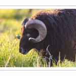 moutons d'Ouessant (race bretonne) avec de jeunes agneaux