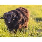 moutons d'Ouessant (race bretonne) avec de jeunes agneaux