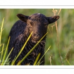 moutons d'Ouessant (race bretonne) avec de jeunes agneaux