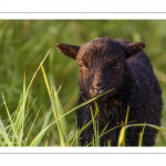 moutons d'Ouessant (race bretonne) avec de jeunes agneaux