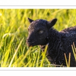 moutons d'Ouessant (race bretonne) avec de jeunes agneaux