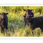 moutons d'Ouessant (race bretonne) avec de jeunes agneaux