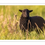 moutons d'Ouessant (race bretonne) avec de jeunes agneaux