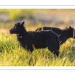 moutons d'Ouessant (race bretonne) avec de jeunes agneaux