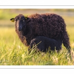 moutons d'Ouessant (race bretonne) avec de jeunes agneaux