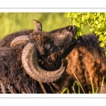 moutons d'Ouessant (race bretonne) avec de jeunes agneaux