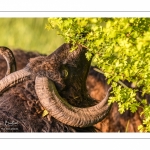 moutons d'Ouessant (race bretonne) avec de jeunes agneaux