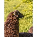 moutons d'Ouessant (race bretonne) avec de jeunes agneaux