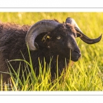 moutons d'Ouessant (race bretonne) avec de jeunes agneaux