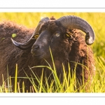 moutons d'Ouessant (race bretonne) avec de jeunes agneaux