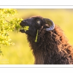 moutons d'Ouessant (race bretonne) avec de jeunes agneaux