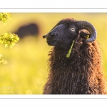 moutons d'Ouessant (race bretonne) avec de jeunes agneaux