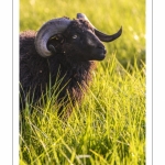 moutons d'Ouessant (race bretonne) avec de jeunes agneaux