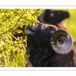 moutons d'Ouessant (race bretonne) avec de jeunes agneaux