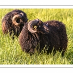 moutons d'Ouessant (race bretonne) avec de jeunes agneaux