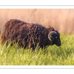 moutons d'Ouessant (race bretonne) avec de jeunes agneaux