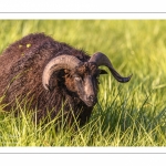 moutons d'Ouessant (race bretonne) avec de jeunes agneaux