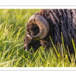 moutons d'Ouessant (race bretonne) avec de jeunes agneaux