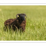 moutons d'Ouessant (race bretonne) avec de jeunes agneaux