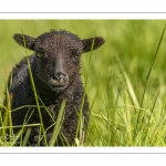 moutons d'Ouessant (race bretonne) avec de jeunes agneaux