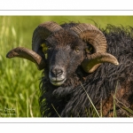 moutons d'Ouessant (race bretonne) avec de jeunes agneaux