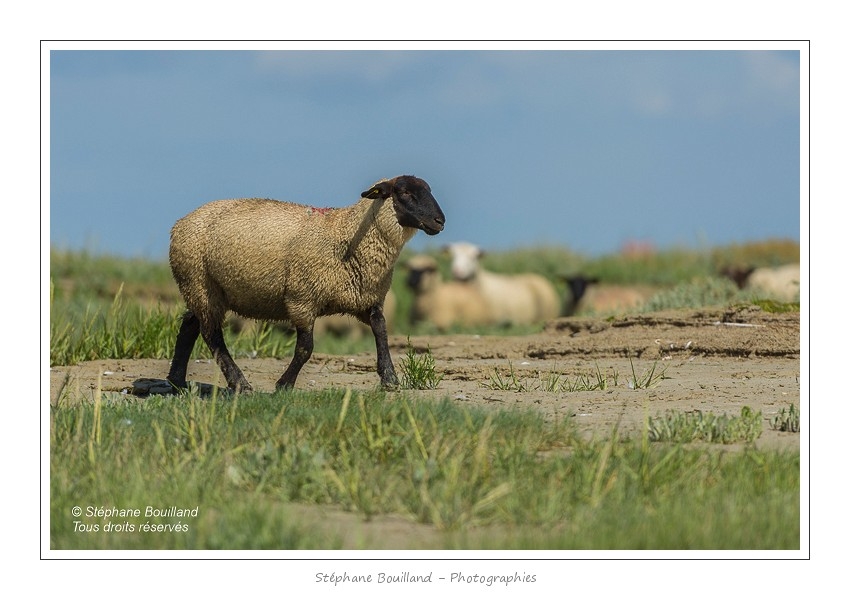 Moutons_21_08_2015_015-border